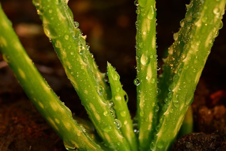 Aloe Vera Plant Benefits And Care 12 Tips To Grow Aloe Vera Plants 8735